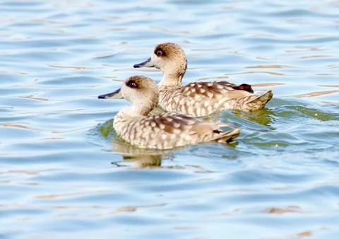 Marbled teal Stock-Fotos