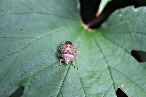 Marbled tree bug sits on a green leaf Stock Photos