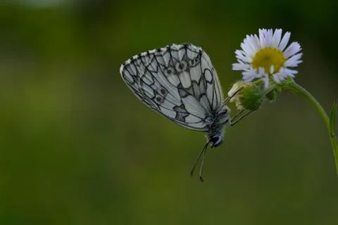 Marbled white, black and white butterfly in the wild, close up Foto stock