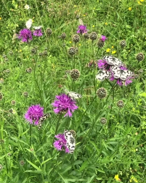 Marbled White Butterflies Stock Footage 243294068