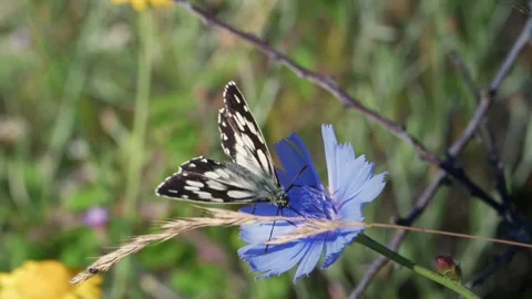 Marbled White Butterfly on Blue Chicory Stock Footage 340270213