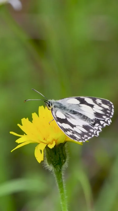 A Marbled White Butterfly Feeding on a Dandelion Stock Footage 340805489