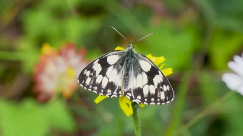 A Marbled White Butterfly Feeding on a Dandelion Stock Footage 340805904
