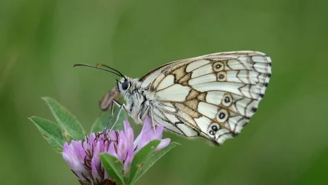 Marbled White Butterfly ( Melanargia galathea ) on a plant Stock Footage