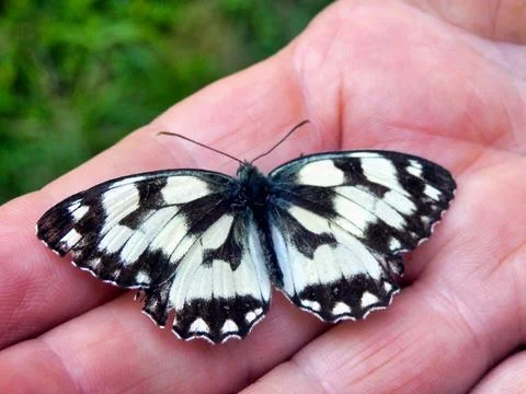 Marbled White Butterfly. Stock Photos
