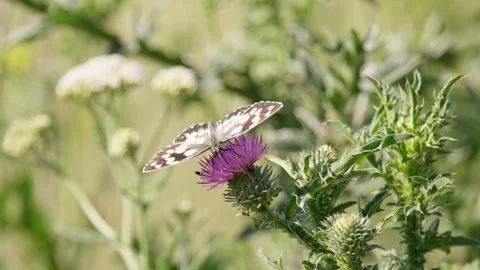 Marbled White Butterfly on a Thistle Bloom Stock Footage 317634254