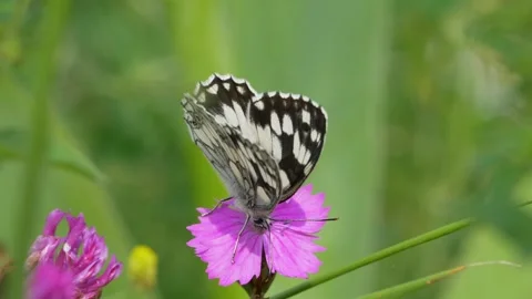 Marbled White Video stock 276820031