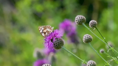 Marbled White on a Thistle and Flying Off Stock Footage 318084658
