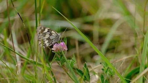 MarbledWhiteFeeding Stock Footage 314132032