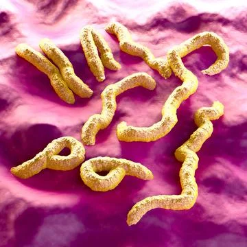 Marburg Virus 스톡 일러스트