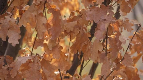 Marcescence: The Persistence of Oak Leaves in Winter Видео 339272009