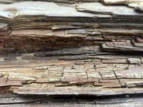March 10 2026 Stack of old weathered logs , Chessington, England Stock Photos