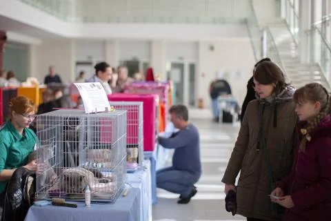 March 19, 2023. Belarus. Eastern region. Exhibition of cats. Visited and bree Stock Photos