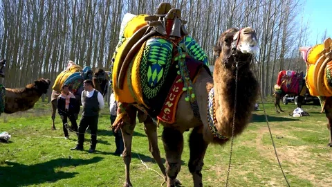 March 2017, Efes, Turkey, Efes camel wrestling competition, su01 Stock Footage 106620106