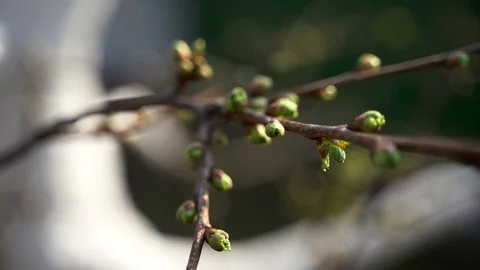 March 2020. close up, daffodils bloom 4k Stock Footage 127485771
