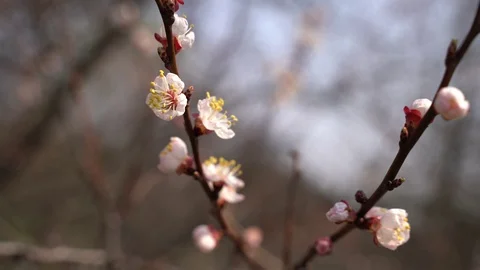 March 2020. close up, daffodils bloom 4k Stock Footage 127492561