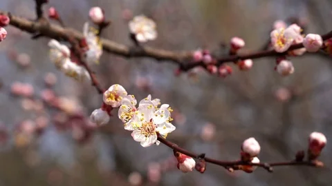 March 2020. close up, daffodils bloom 4k Stock Footage 127492873