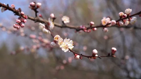 March 2020. close up, daffodils bloom 4k Stock Footage 127493129