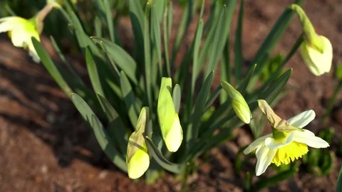 March 2020. close up, daffodils bloom 4k Stock Footage 127500188