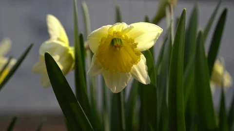 March 2020. close up, daffodils bloom 4k Stock Footage 127500250