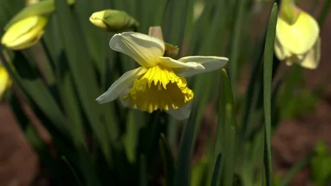 March 2020. close up, daffodils bloom 4k Stock Footage 127500368