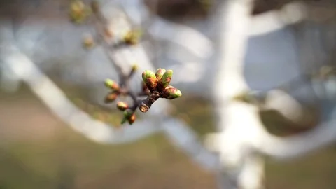 March 2020. Close-up, unopened pear buds Ukraine Stock Footage 127486207