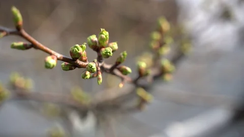 March 2020. Close-up, unopened pear buds Ukraine Stock Footage 127486271