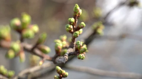 March 2020. Close-up, unopened pear buds Ukraine Stock Footage 127486346