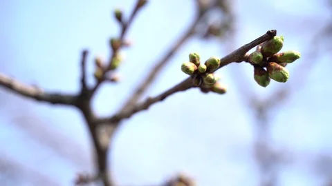 March 2020. Close-up, unopened pear buds Ukraine Stock Footage 127486435