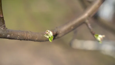 March 2020. Close-up, unopened pear buds Ukraine Stock Footage 127500678