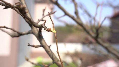 March 2020. Close-up, unopened pear buds Ukraine Stock Footage 127500826