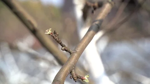 March 2020. Close-up, unopened pear buds Ukraine Stock Footage 127501005