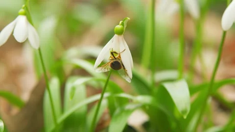 March 8 Holiday. Bunch Of Snowdrop Early Bloomer Flowers. Delicate White Blooms Stock Footage 260279979