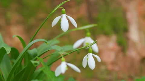March 8 Holiday. Bunch Of Snowdrop Early Bloomer Flowers. Delicate White Blooms Stock Footage 260313197
