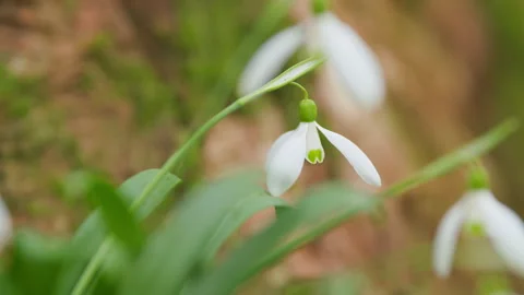 March 8 Holiday. Bunch Of Snowdrop Early Bloomer Flowers. Delicate White Blooms Stock Footage 260337569