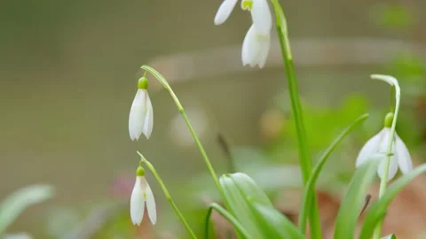 March 8 Holiday. White Snowdrop Flowers. Flower In Garden. Naturalised Early Stock Footage 260270129