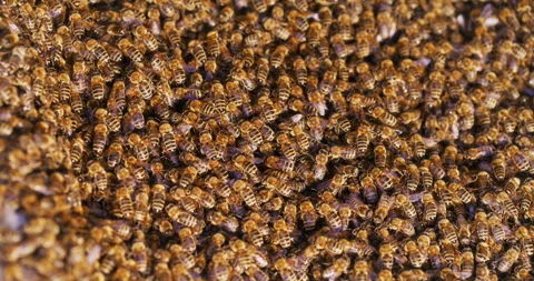 March of Bees to the Hive in Apiary Stock Footage 275585226