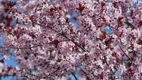 March, bees suck nectar from beautiful pink flowering trees in a park Stock Footage 236289231