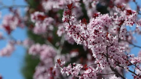 March, bees suck nectar from beautiful pink flowering trees in a park. Stock Footage 236984295