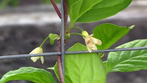 March, blooming branch of Schisandra 库存影片 74900178
