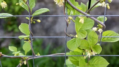 March, blooming branch of Schisandra 库存影片 74900214