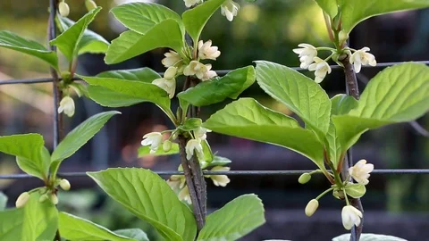 March, blooming branch of Schisandra 库存影片 74900233