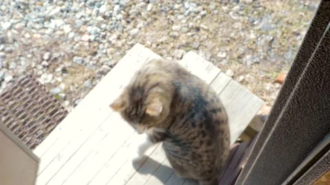 March Cat returned home breeding period joy of devotion Vídeos de archivo 151705923