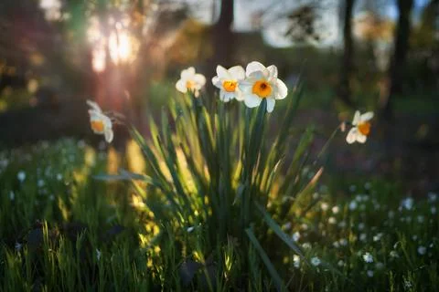 March, flowers daffodils in the rays of the setting sun Stock Photos