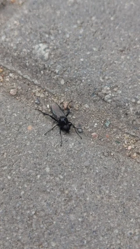 The March fly Bibio marci crawls on the asphalt and flies. Flies in spring Stock Footage 336182824