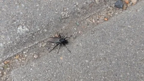 The March fly Bibio marci crawls on the asphalt. Flies in spring. Insect life Stock Footage 336182946