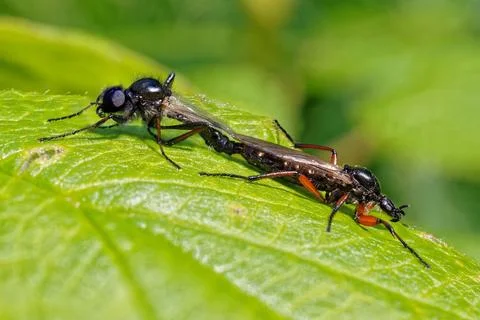 March fly mating Fotos de archivo