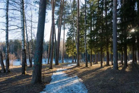 March forest with a snow path in the bright rays of the sun. Stock Photos