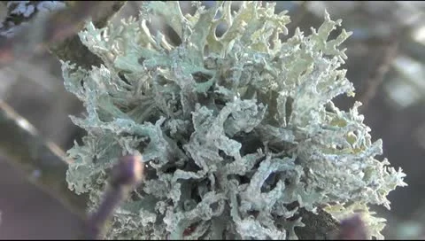 March landscape in the forest with moss on the branches Видео 22100458