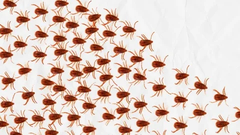 March of parasites - a group of red ticks moves forward Stock Footage 85459833